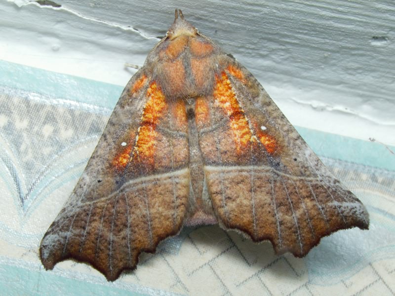 Scoliopteryx libatrix (Linnaeus, 1758)